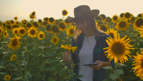 A-farmer-girl-looks-on-a-sunflower-on-the-field-and-describes-its-characteristics-in-her-digital-tablet.